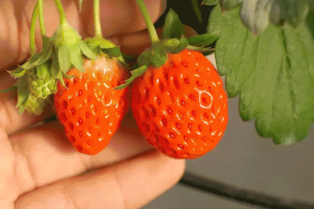 草莓成版人黄app破解版